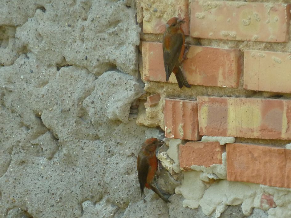 Welke vogels zijn dit?